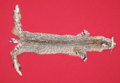 Picture of this lot Tanned Bobcat Hides, Furs, Pelts, Skins