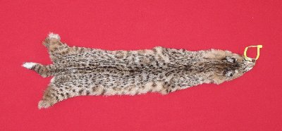 Picture of this lot Tanned Bobcat Hides, Furs, Pelts, Skins
