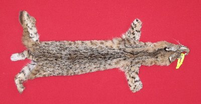 Picture of this lot Tanned Bobcat Hides, Furs, Pelts, Skins