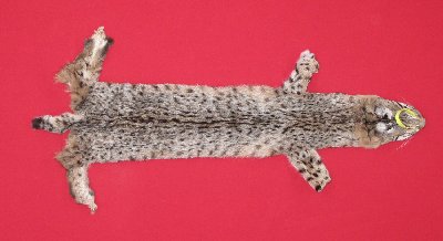 Picture of this lot Tanned Bobcat Hides, Furs, Pelts, Skins