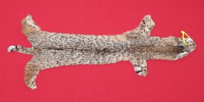 Picture of this lot Tanned Bobcat Hides, Furs, Pelts, Skins