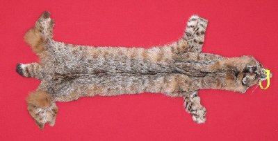 Picture of this lot Tanned Bobcat Hides, Furs, Pelts, Skins