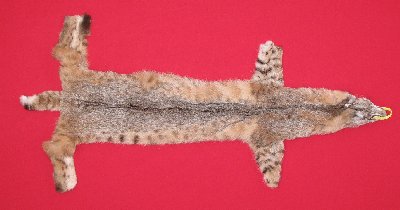 Picture of this lot Tanned Bobcat Hides, Furs, Pelts, Skins