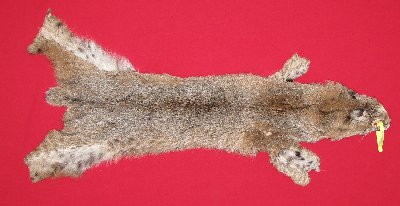 Picture of this lot Tanned Bobcat Hides, Furs, Pelts, Skins