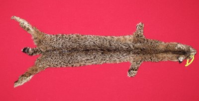 Picture of this lot Tanned Bobcat Hides, Furs, Pelts, Skins