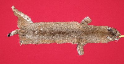 Picture of this lot Tanned Bobcat Hides, Furs, Pelts, Skins