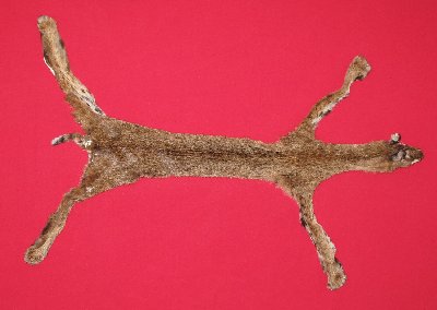 Picture of this lot Tanned Bobcat Hides, Furs, Pelts, Skins