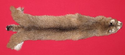 Picture of this lot Tanned Bobcat Hides, Furs, Pelts, Skins