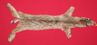 Picture of this lot Tanned Bobcat Hides, Furs, Pelts, Skins