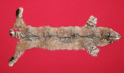 Picture of this lot Tanned Bobcat Hides, Furs, Pelts, Skins