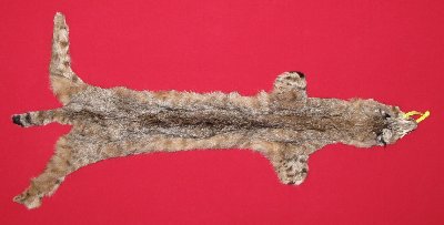 Picture of this lot Tanned Bobcat Hides, Furs, Pelts, Skins