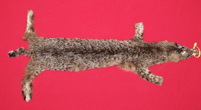 Picture of this lot Tanned Bobcat Hides, Furs, Pelts, Skins