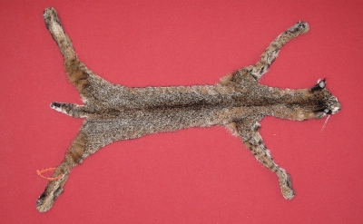 Picture of this lot Tanned Taxidermy Bobcat Hides, Furs, Pelts, Skins