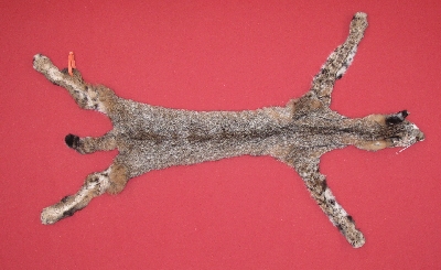 Picture of this lot Tanned Taxidermy Bobcat Hides, Furs, Pelts, Skins
