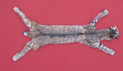 Picture of this lot Tanned Taxidermy Bobcat Hides, Furs, Pelts, Skins