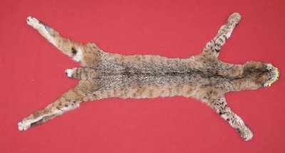 Picture of this lot Tanned Taxidermy Bobcat Hides, Furs, Pelts, Skins