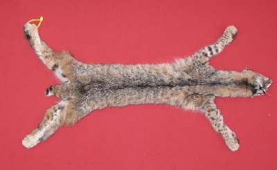 Picture of this lot Tanned Taxidermy Bobcat Hides, Furs, Pelts, Skins