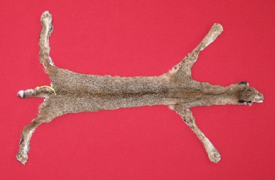 Picture of this lot Tanned Taxidermy Bobcat Hides, Furs, Pelts, Skins