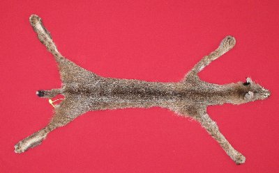 Picture of this lot Tanned Taxidermy Bobcat Hides, Furs, Pelts, Skins