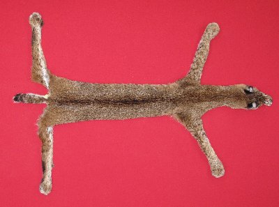 Picture of this lot Tanned Taxidermy Bobcat Hides, Furs, Pelts, Skins