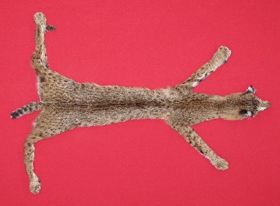 Picture of this lot Tanned Taxidermy Bobcat Hides, Furs, Pelts, Skins