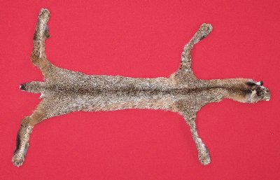 Picture of this lot Tanned Taxidermy Bobcat Hides, Furs, Pelts, Skins