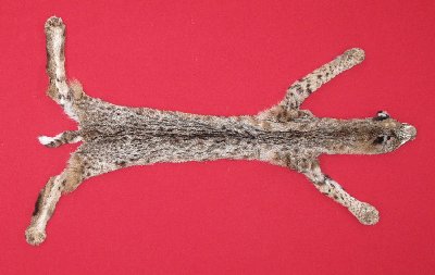 Picture of this lot Tanned Taxidermy Bobcat Hides, Furs, Pelts, Skins