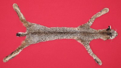 Picture of this lot Tanned Taxidermy Bobcat Hides, Furs, Pelts, Skins