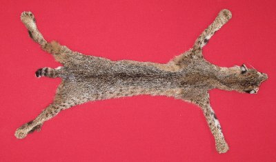 Picture of this lot Tanned Taxidermy Bobcat Hides, Furs, Pelts, Skins