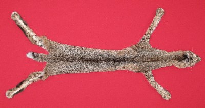 Picture of this lot Tanned Taxidermy Bobcat Hides, Furs, Pelts, Skins