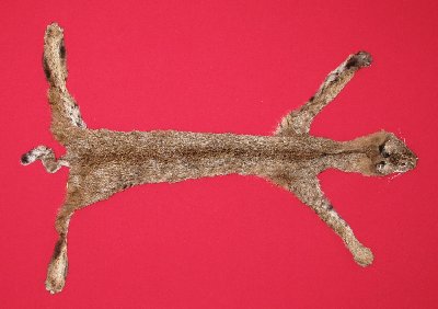 Picture of this lot Tanned Taxidermy Bobcat Hides, Furs, Pelts, Skins