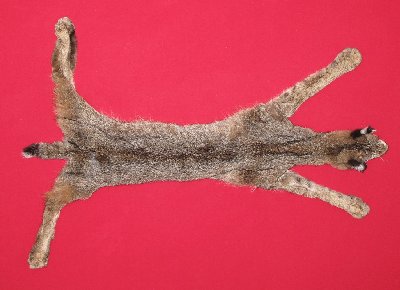 Picture of this lot Tanned Taxidermy Bobcat Hides, Furs, Pelts, Skins