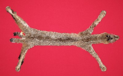 Picture of this lot Tanned Taxidermy Bobcat Hides, Furs, Pelts, Skins