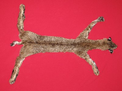 Picture of this lot Tanned Taxidermy Bobcat Hides, Furs, Pelts, Skins