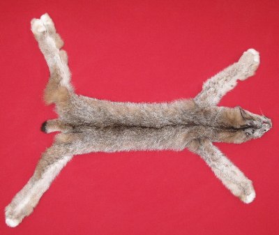 Picture of this lot Tanned Canadian Lynx Hides, Furs, Pelts, Skins