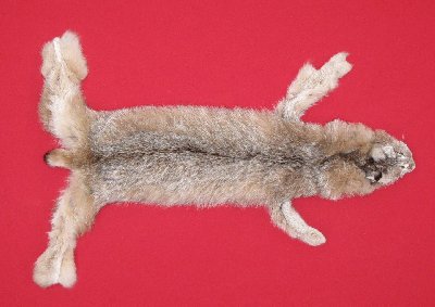 Picture of this lot Tanned Canadian Lynx Hides, Furs, Pelts, Skins