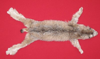 Picture of this lot Tanned Canadian Lynx Hides, Furs, Pelts, Skins