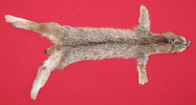 Picture of this lot Tanned Canadian Lynx Hides, Furs, Pelts, Skins