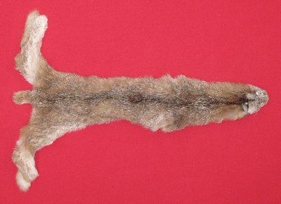 Picture of this lot Tanned Canadian Lynx Hides, Furs, Pelts, Skins