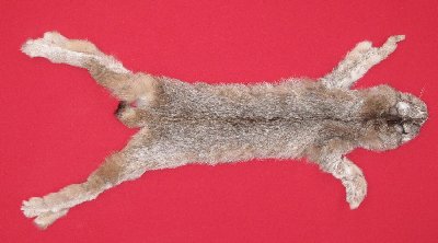 Picture of this lot Tanned Canadian Lynx Hides, Furs, Pelts, Skins