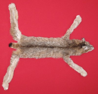 Picture of this lot Tanned Canadian Lynx Hides, Furs, Pelts, Skins