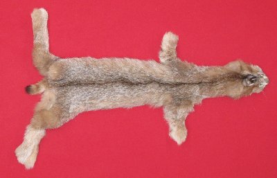 Picture of this lot Tanned Canadian Lynx Hides, Furs, Pelts, Skins