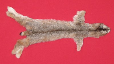 Picture of this lot Tanned Canadian Lynx Hides, Furs, Pelts, Skins