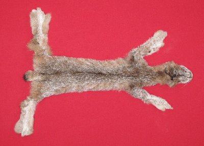 Picture of this lot Tanned Canadian Lynx Hides, Furs, Pelts, Skins