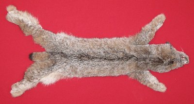 Picture of this lot Tanned Canadian Lynx Hides, Furs, Pelts, Skins