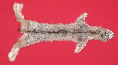 Picture of this lot Tanned Canadian Lynx Hides, Furs, Pelts, Skins