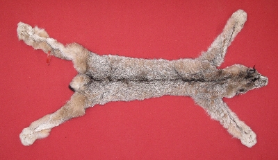 Picture of this lot Tanned Taxidermy Canadian Lynx Hides, Furs, Pelts, Skins