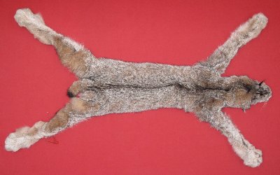 Picture of this lot Tanned Taxidermy Canadian Lynx Hides, Furs, Pelts, Skins