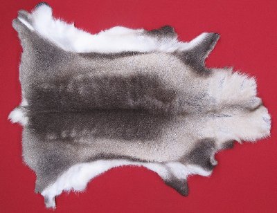 Picture of this lot Tanned Caribou Reindeer Hides, Scandinavian