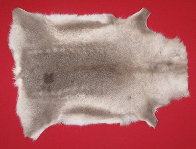 Picture of this lot Tanned Caribou Reindeer Hides, Scandinavian